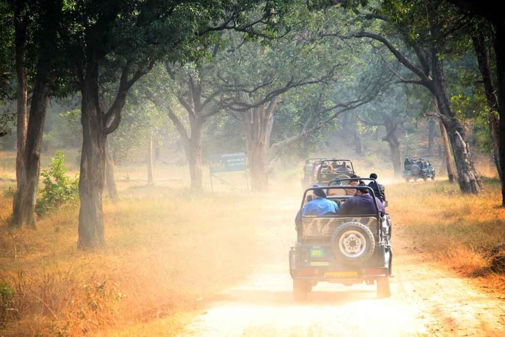 Wildlife Safaris