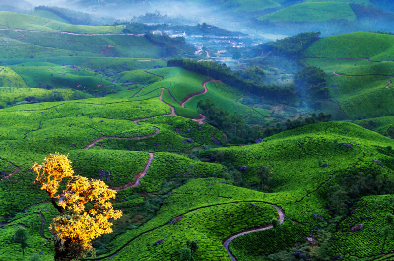Tea plantation valley at sunrise