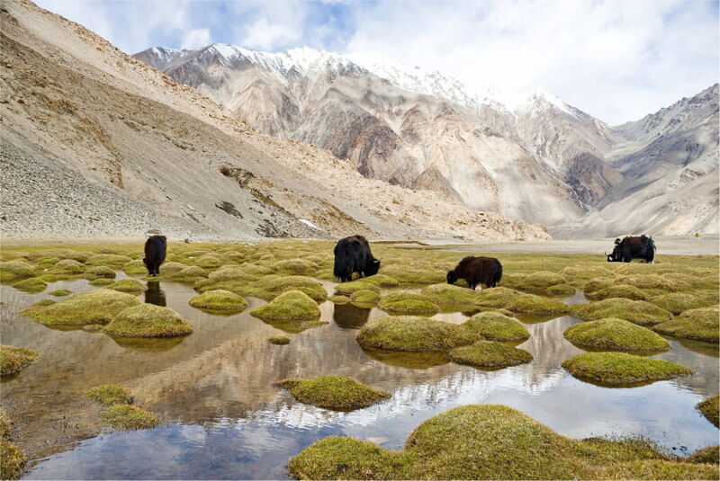 Ladakh Beige Hillscape
