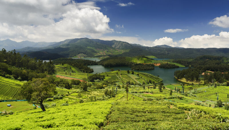 Indian tea plantation