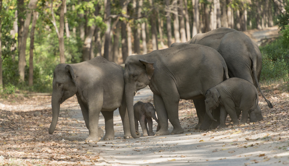 India's National Parks: A Wildlife Adventure