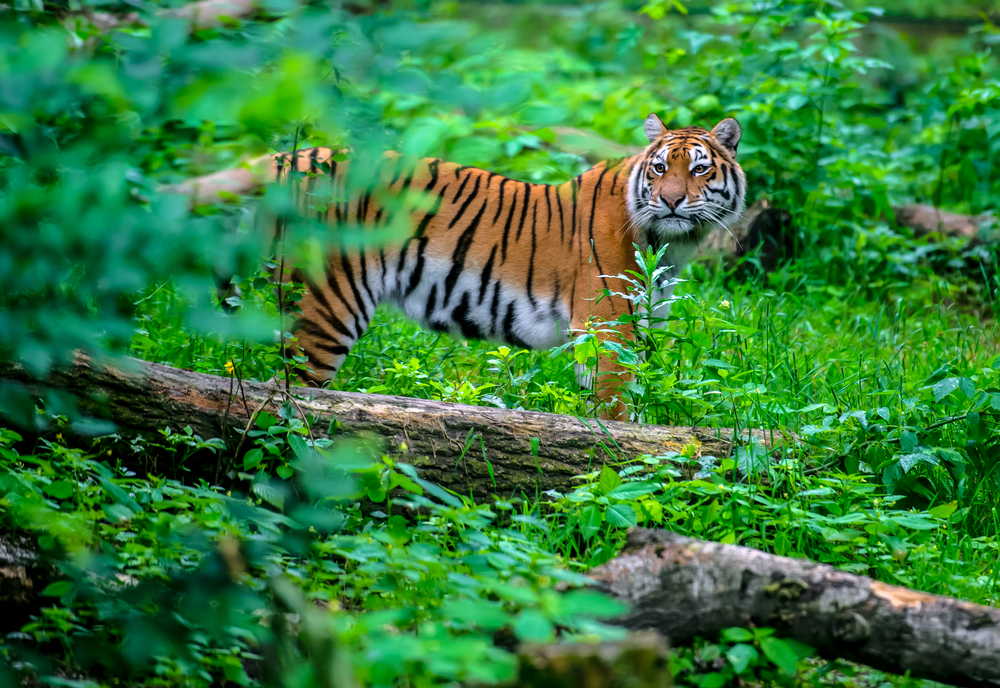 India's National Parks: A Wildlife Adventure